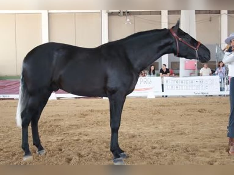 PRE Hengst 3 Jaar 172 cm Zwartschimmel in Baeza