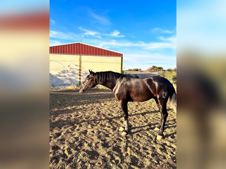 PRE Hengst 3 Jaar 172 cm Zwartschimmel in Baeza