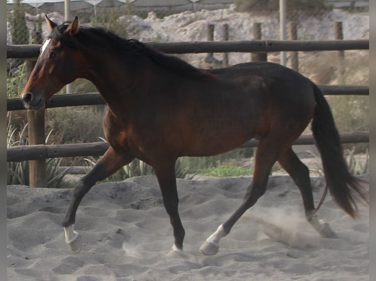 PRE Mix Hengst 3 Jaar 173 cm in Almerimar