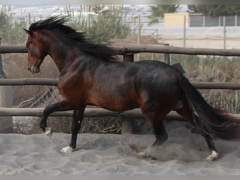 PRE Mix Hengst 3 Jaar 173 cm in Almerimar