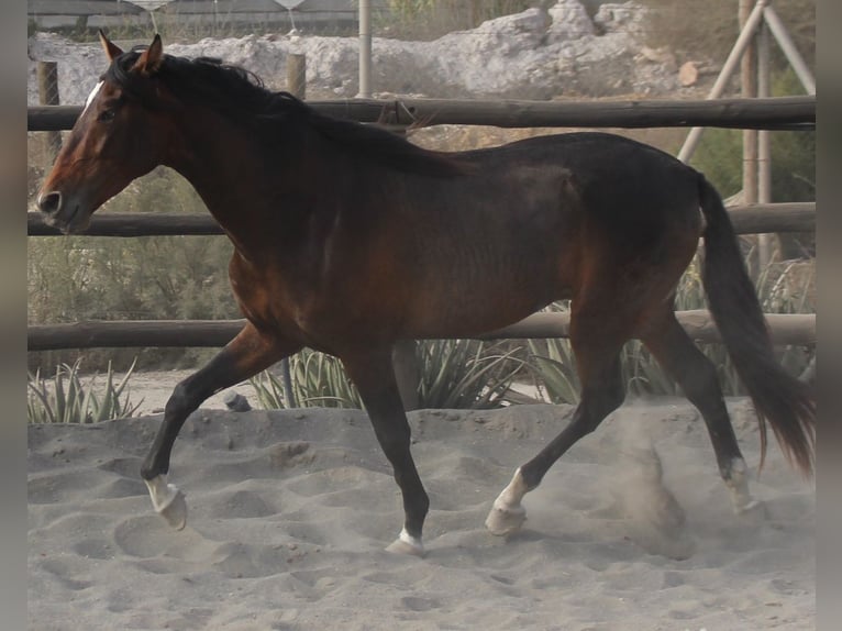 PRE Mix Hengst 3 Jaar 173 cm in Almerimar