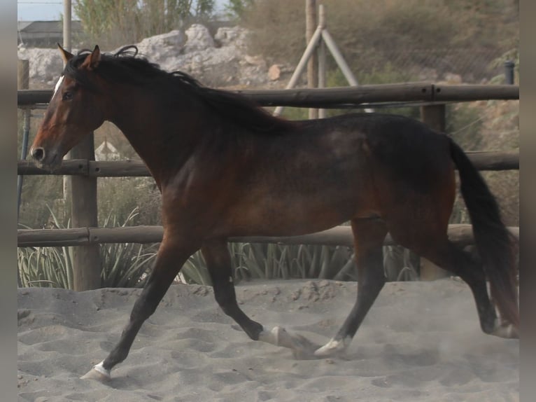 PRE Mix Hengst 3 Jaar 173 cm in Almerimar