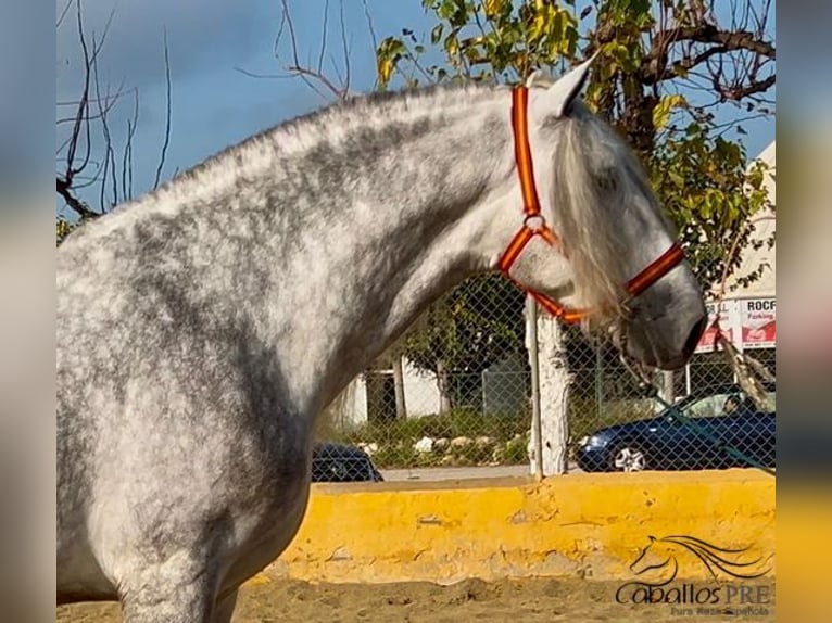 PRE Mix Hengst 3 Jaar 173 cm Schimmel in Barcelona