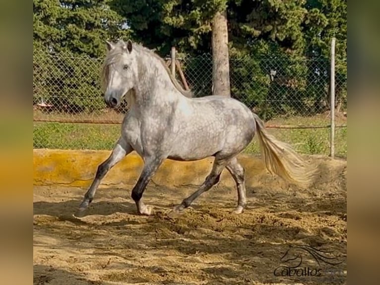 PRE Mix Hengst 3 Jaar 173 cm Schimmel in Barcelona