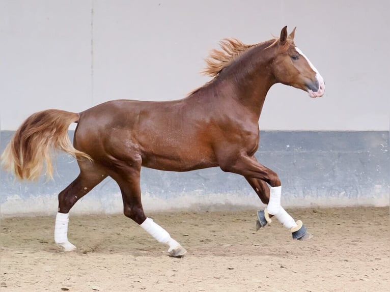 PRE Mix Hengst 3 Jaar 173 cm Vos in Navas Del Madroño