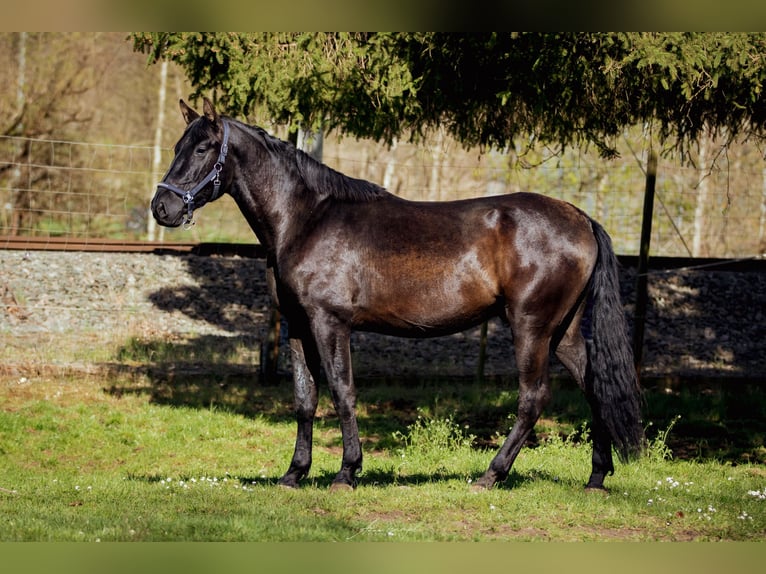 PRE Hengst 3 Jaar 173 cm Zwart in Aldingen