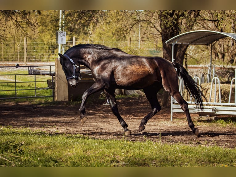 PRE Hengst 3 Jaar 173 cm Zwart in Aldingen