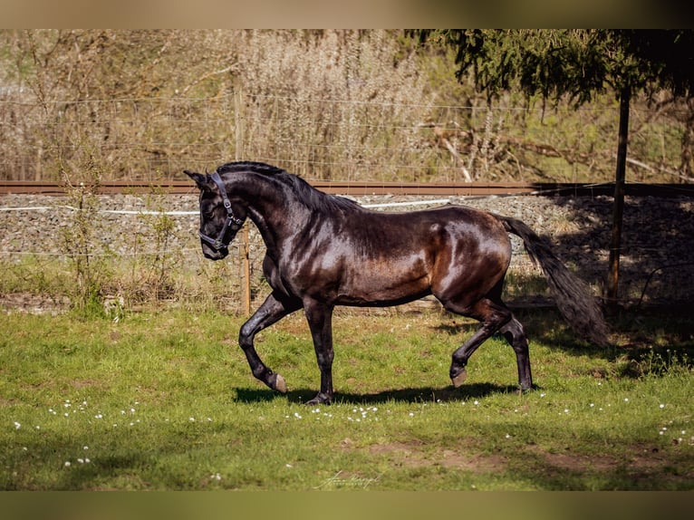 PRE Hengst 3 Jaar 173 cm Zwart in Aldingen
