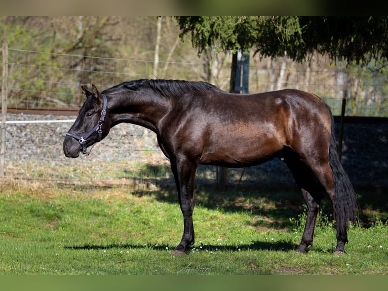PRE Hengst 3 Jaar 173 cm Zwart in Aldingen