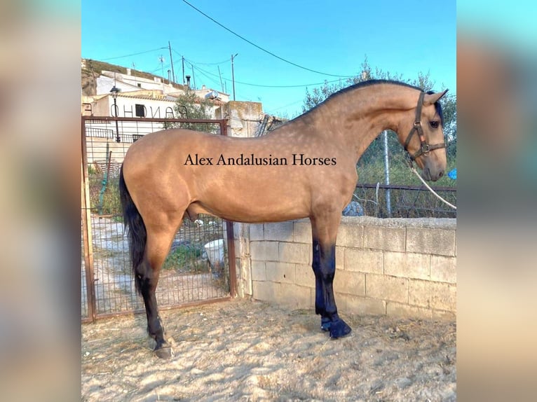 PRE Mix Hengst 3 Jaar 174 cm Buckskin in Sevilla