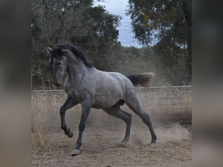 PRE Hengst 3 Jaar 174 cm Schimmel in El Real De La Jara
