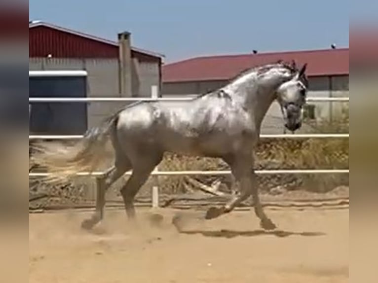 PRE Hengst 3 Jaar 175 cm Schimmel in Navalvillar De Pela