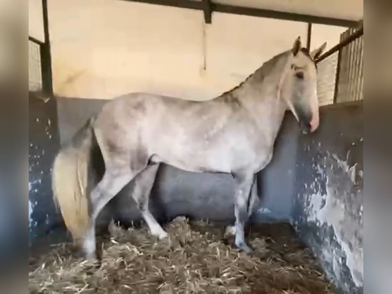 PRE Hengst 3 Jaar 175 cm Schimmel in Navalvillar De Pela