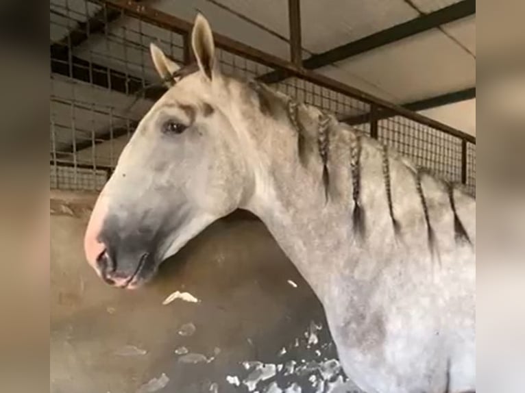 PRE Hengst 3 Jaar 175 cm Schimmel in Navalvillar De Pela