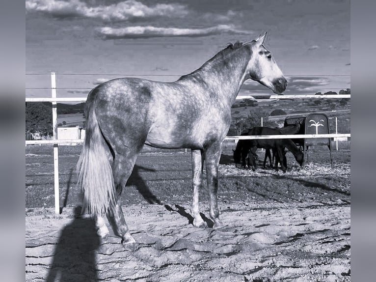 PRE Mix Hengst 3 Jaar 175 cm Schimmel in Navalvillar De Pela