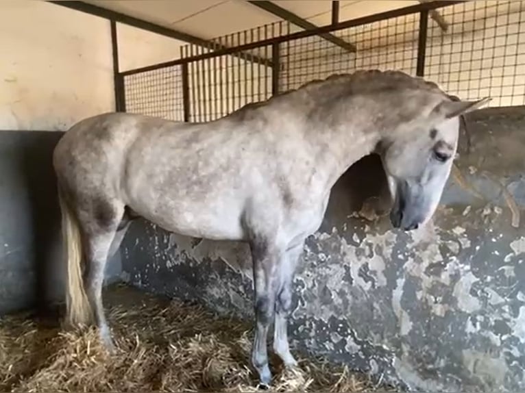 PRE Hengst 3 Jaar 175 cm Schimmel in Navalvillar De Pela