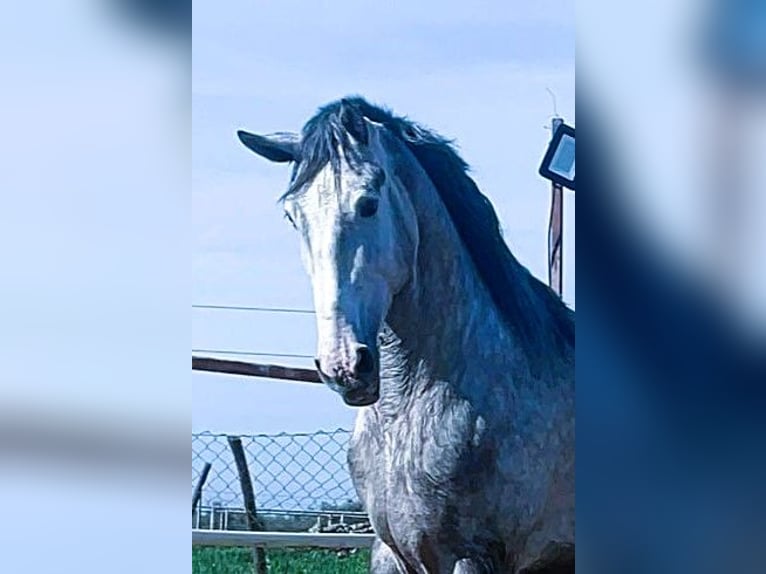PRE Mix Hengst 3 Jaar 175 cm Schimmel in Navalvillar De Pela