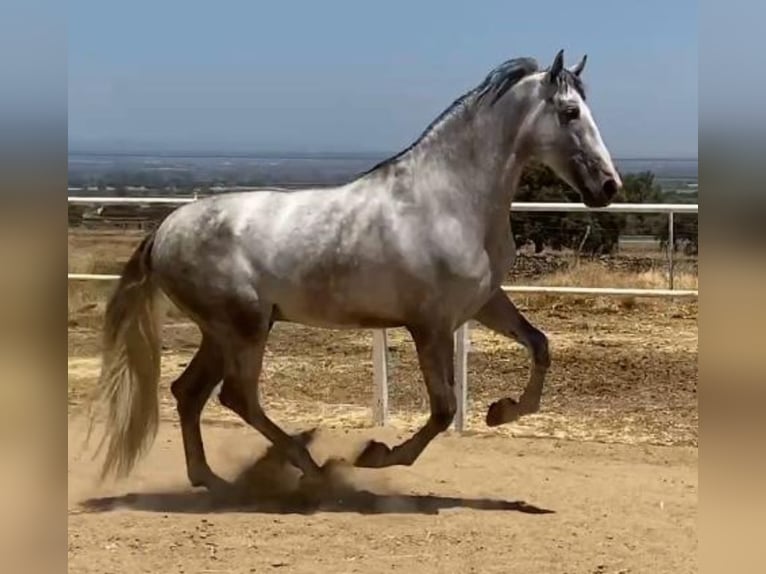 PRE Hengst 3 Jaar 175 cm Schimmel in Navalvillar De Pela