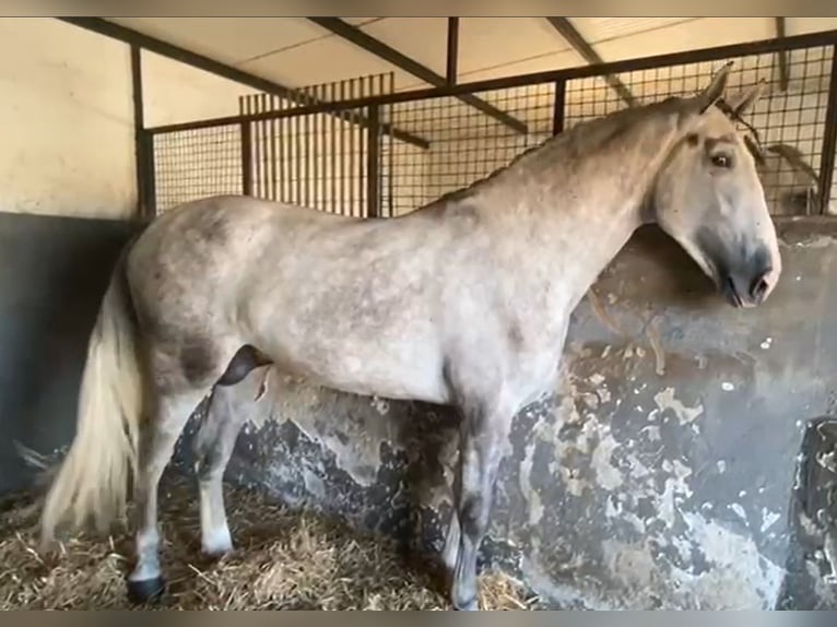 PRE Hengst 3 Jaar 175 cm Schimmel in Navalvillar De Pela