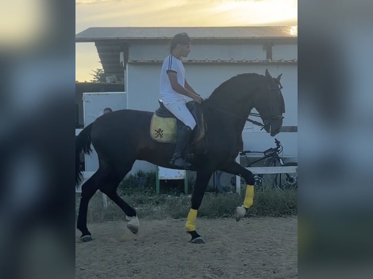 PRE Hengst 3 Jaar 176 cm Bruin in Matera