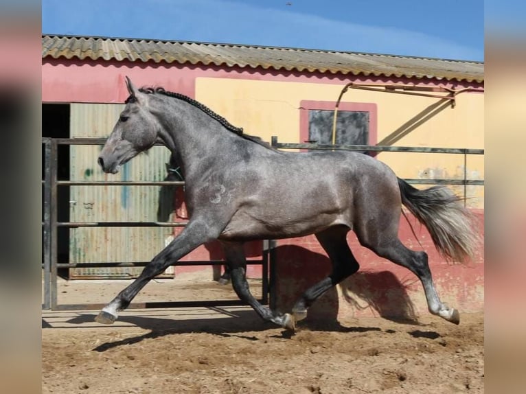 PRE Mix Hengst 3 Jaar 178 cm Schimmel in Sevilla