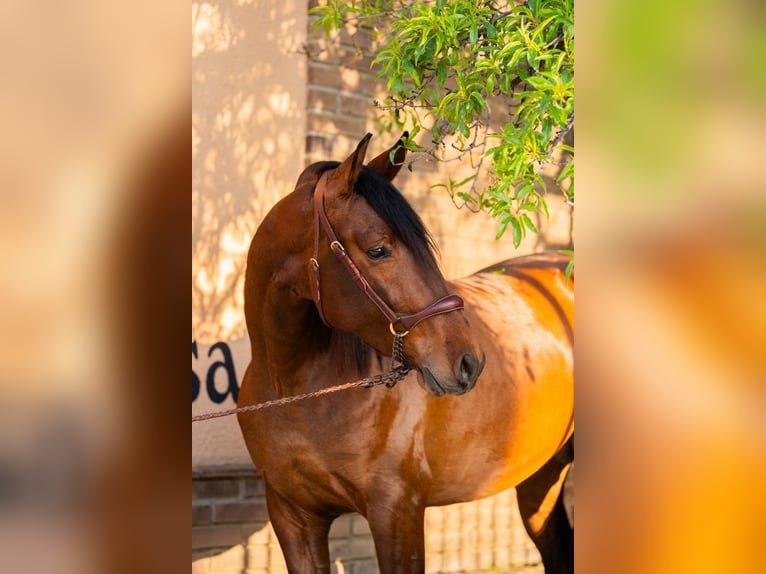 PRE Hengst 3 Jaar 63 cm Bruin in Falset
