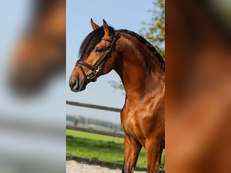 PRE Mix Hengst 3 Jaar Bruin in Poeldijk