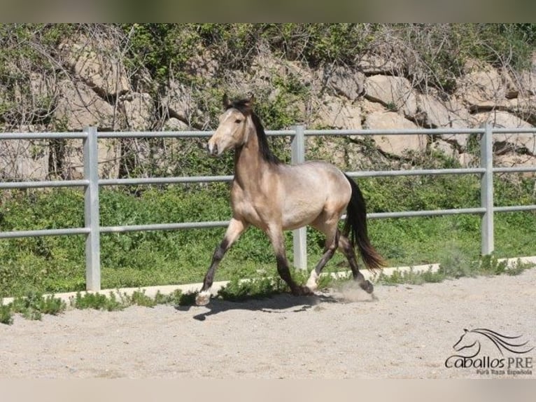 PRE Hengst 3 Jaar Buckskin in Barcelona