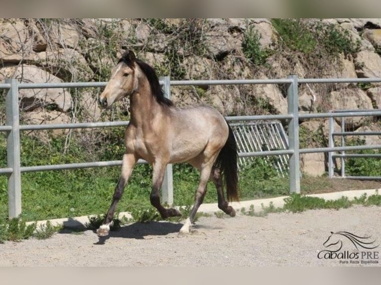 PRE Hengst 3 Jaar Buckskin in Barcelona