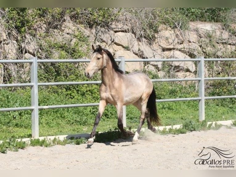 PRE Hengst 3 Jaar Buckskin in Barcelona