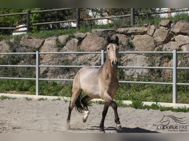 PRE Hengst 3 Jaar Buckskin in Barcelona