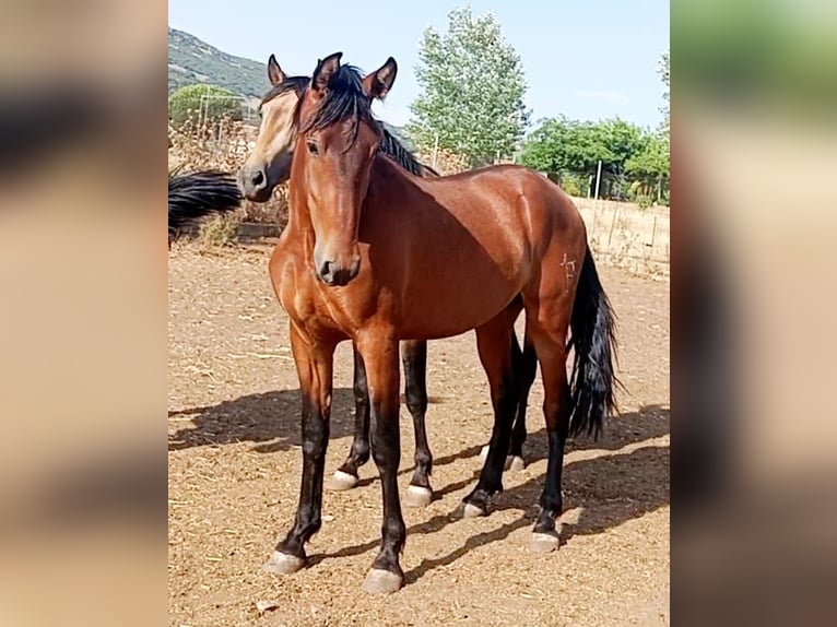 PRE Hengst 3 Jaar Roodbruin in Ciudad Real