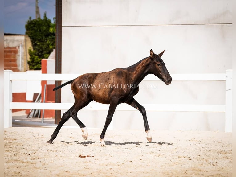 PRE Mix Hengst 3 Jahre 135 cm Rappe in Rafelguaraf