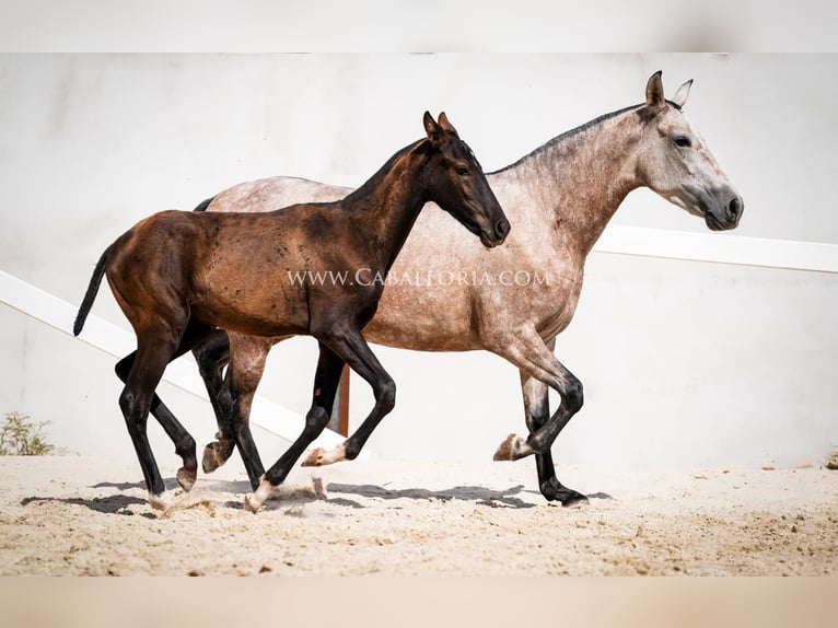 PRE Mix Hengst 3 Jahre 135 cm Rappe in Rafelguaraf