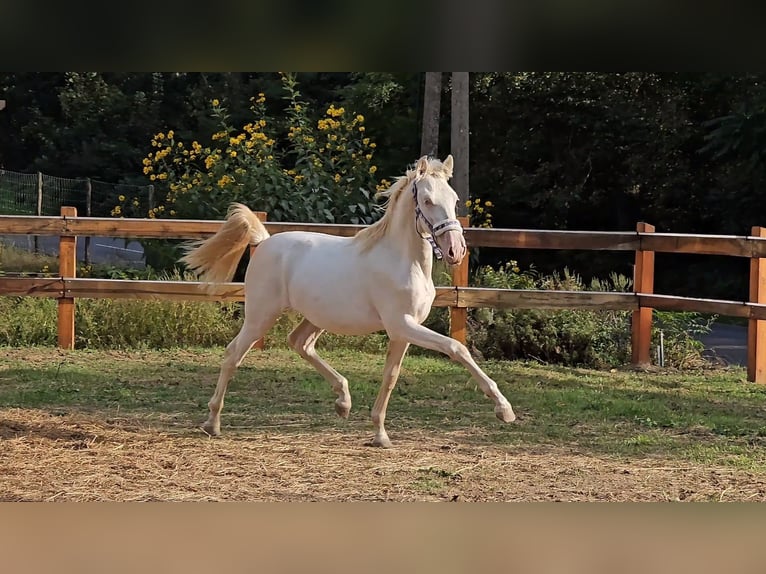 PRE Mix Hengst 3 Jahre 147 cm Perlino in Visz