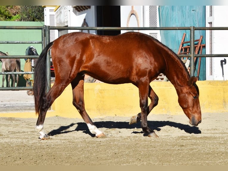 PRE Mix Hengst 3 Jahre 148 cm Brauner in Provinz Malaga