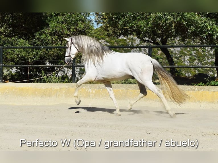 PRE Mix Hengst 3 Jahre 148 cm Brauner in Provinz Malaga