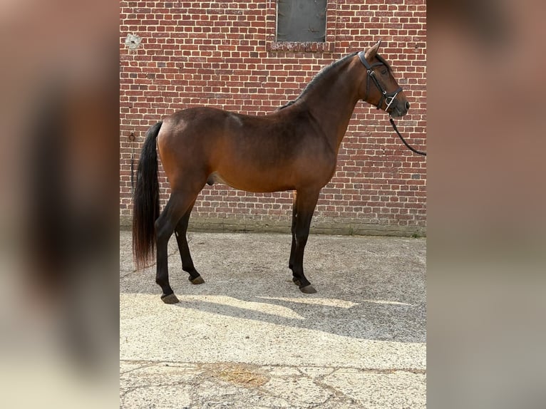 PRE Mix Hengst 3 Jahre 150 cm Brauner in Ep&#xE9;nancourt
