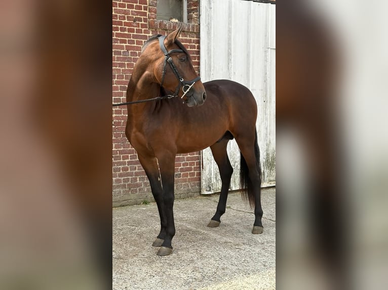 PRE Mix Hengst 3 Jahre 150 cm Brauner in Ep&#xE9;nancourt