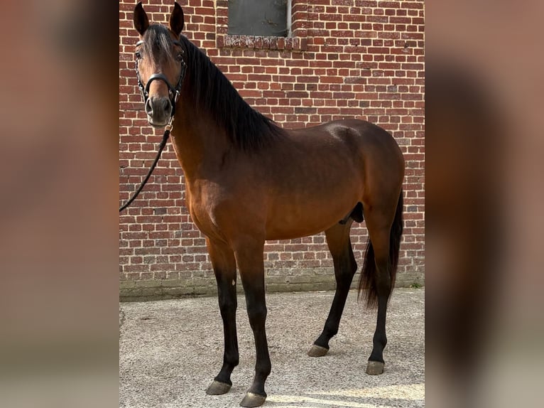 PRE Mix Hengst 3 Jahre 150 cm Brauner in Ep&#xE9;nancourt
