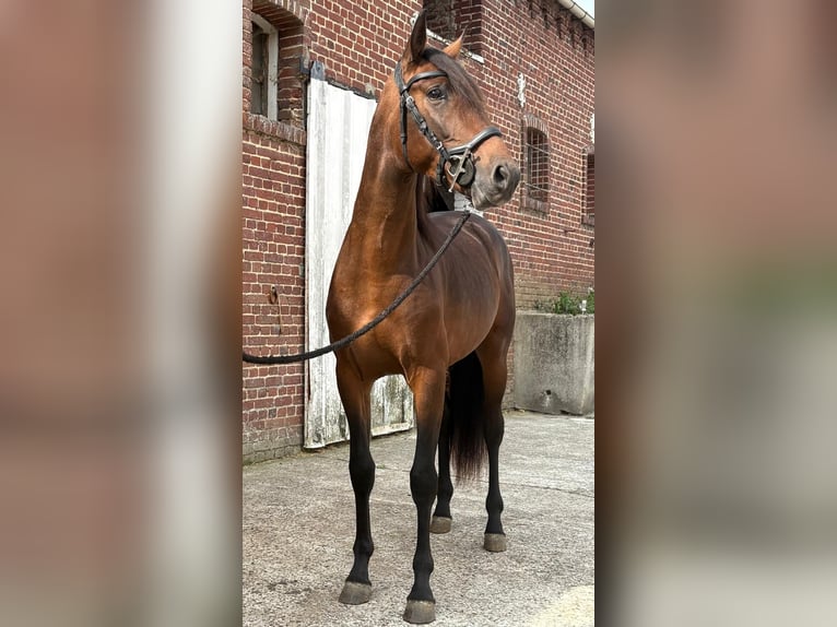 PRE Mix Hengst 3 Jahre 150 cm Brauner in Ep&#xE9;nancourt