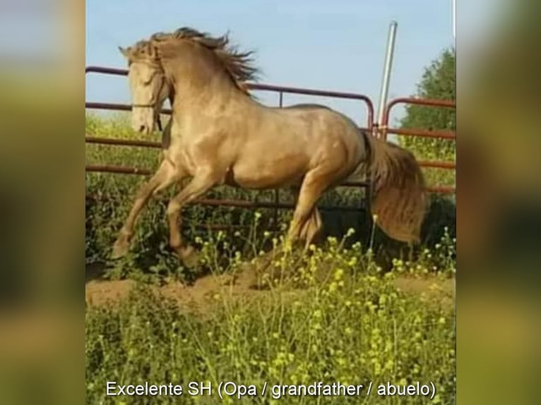 PRE Mix Hengst 3 Jahre 150 cm Falbe in Leuchtenberg