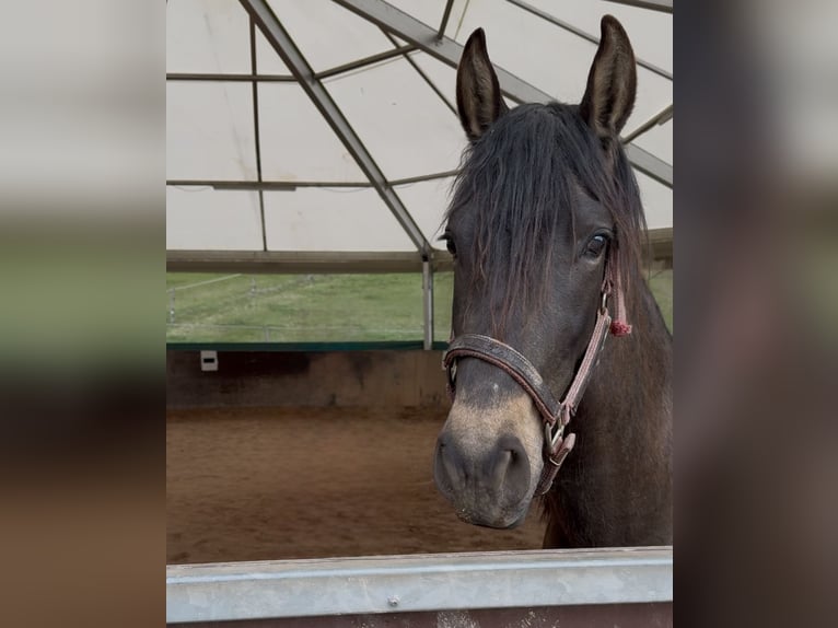 PRE Mix Hengst 3 Jahre 150 cm Falbe in Leuchtenberg