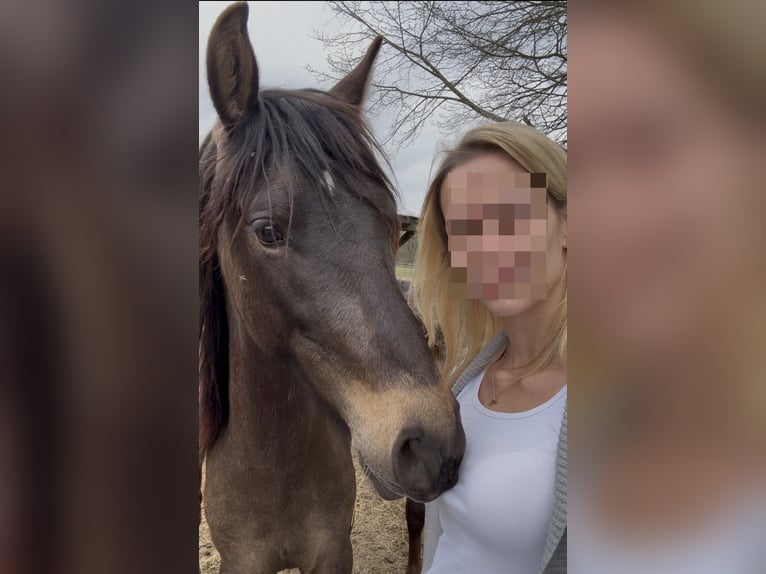 PRE Mix Hengst 3 Jahre 150 cm Falbe in Leuchtenberg