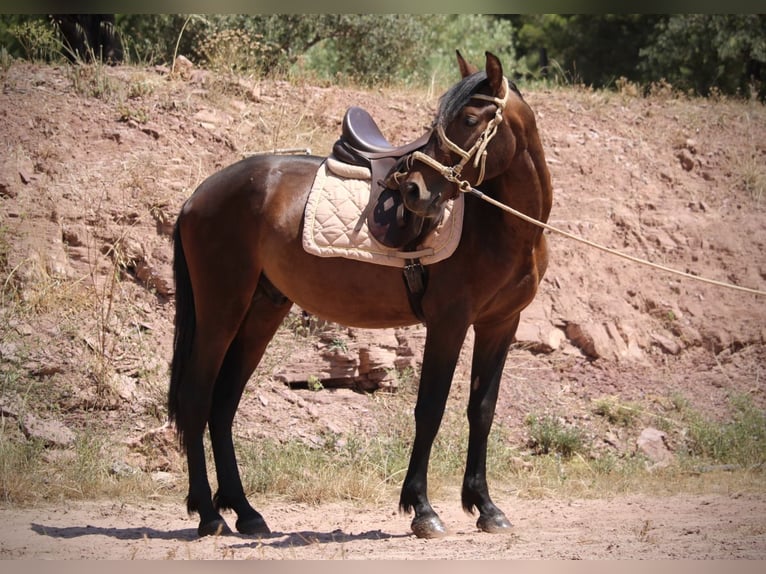 PRE Mix Hengst 3 Jahre 153 cm Dunkelbrauner in Valencia