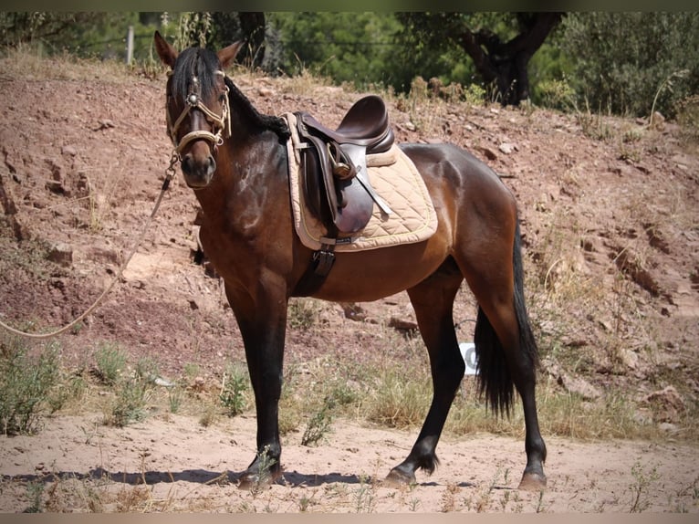 PRE Mix Hengst 3 Jahre 153 cm Dunkelbrauner in Valencia