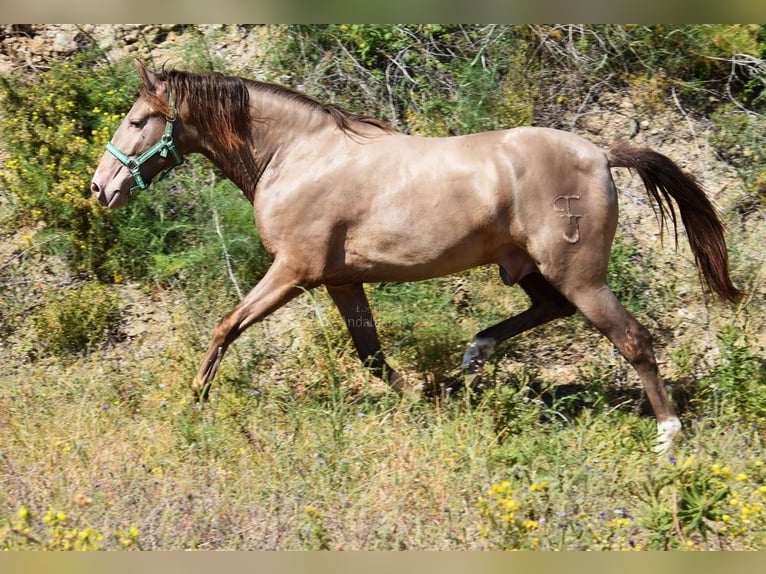 PRE Hengst 3 Jahre 153 cm Pearl in Provinz Malaga