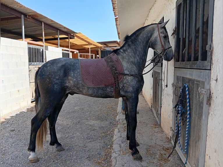 PRE Hengst 3 Jahre 153 cm Schimmel in Xixona