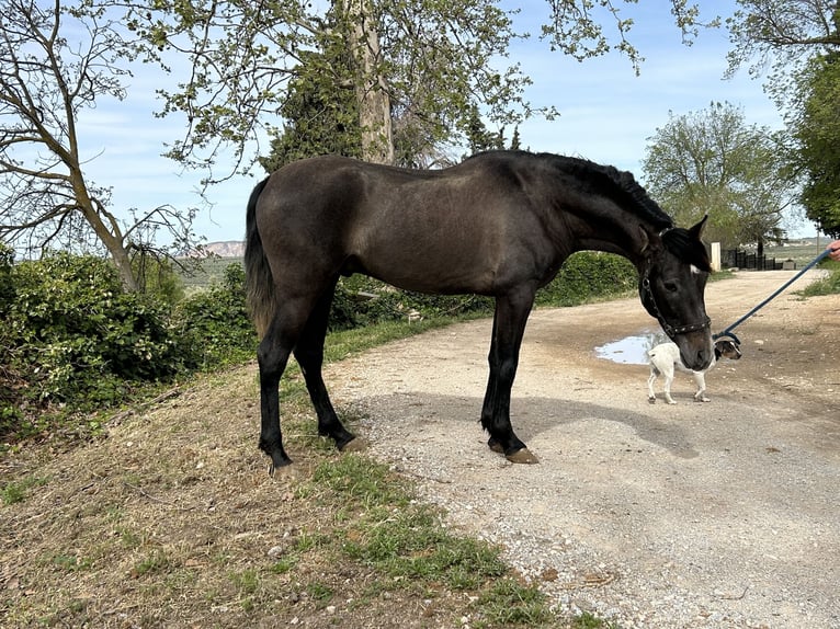 PRE Mix Hengst 3 Jahre 153 cm Schimmel in Baza