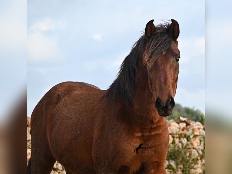 PRE Hengst 3 Jahre 154 cm Brauner in Menorca